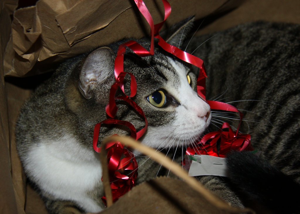 Look, I Wrapped Myself Up as a Present for You. Best. Gift. Ever. Right?