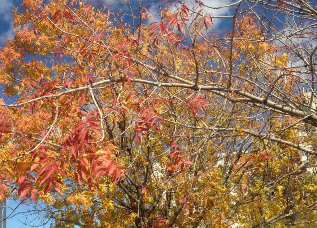 01-13-15 Fall in Tucson