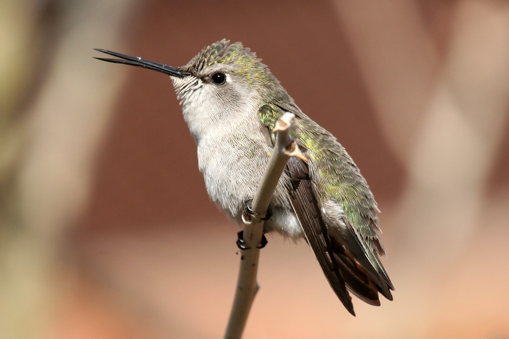 2312411025_5169382d29_o