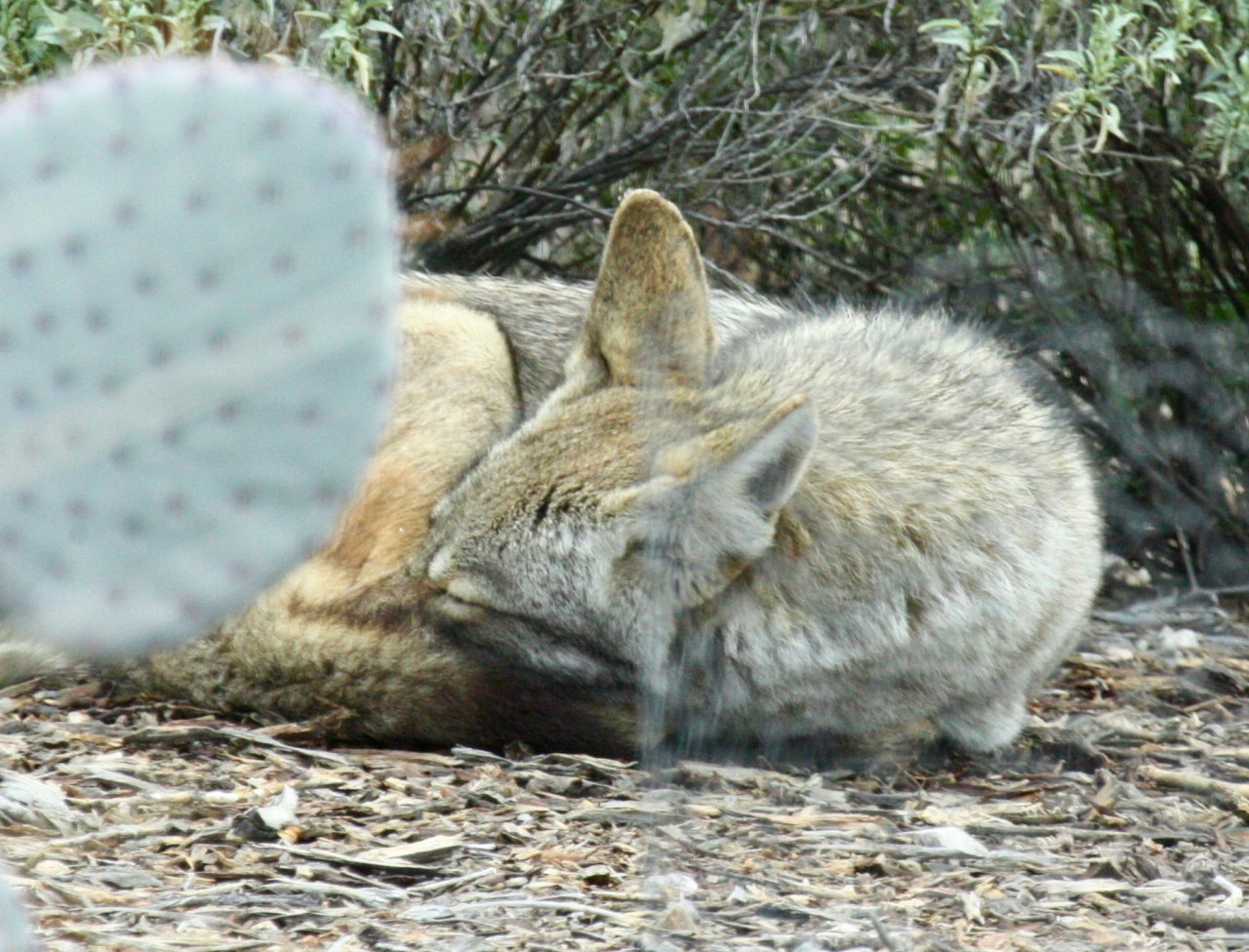 coyote-siesta