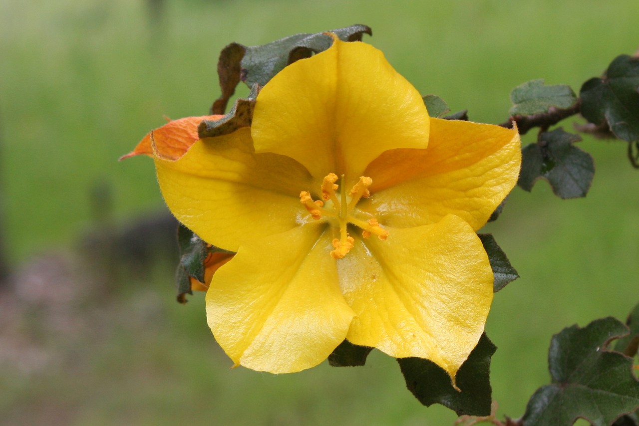 California Flannelbush (Fremontodendron californicum)