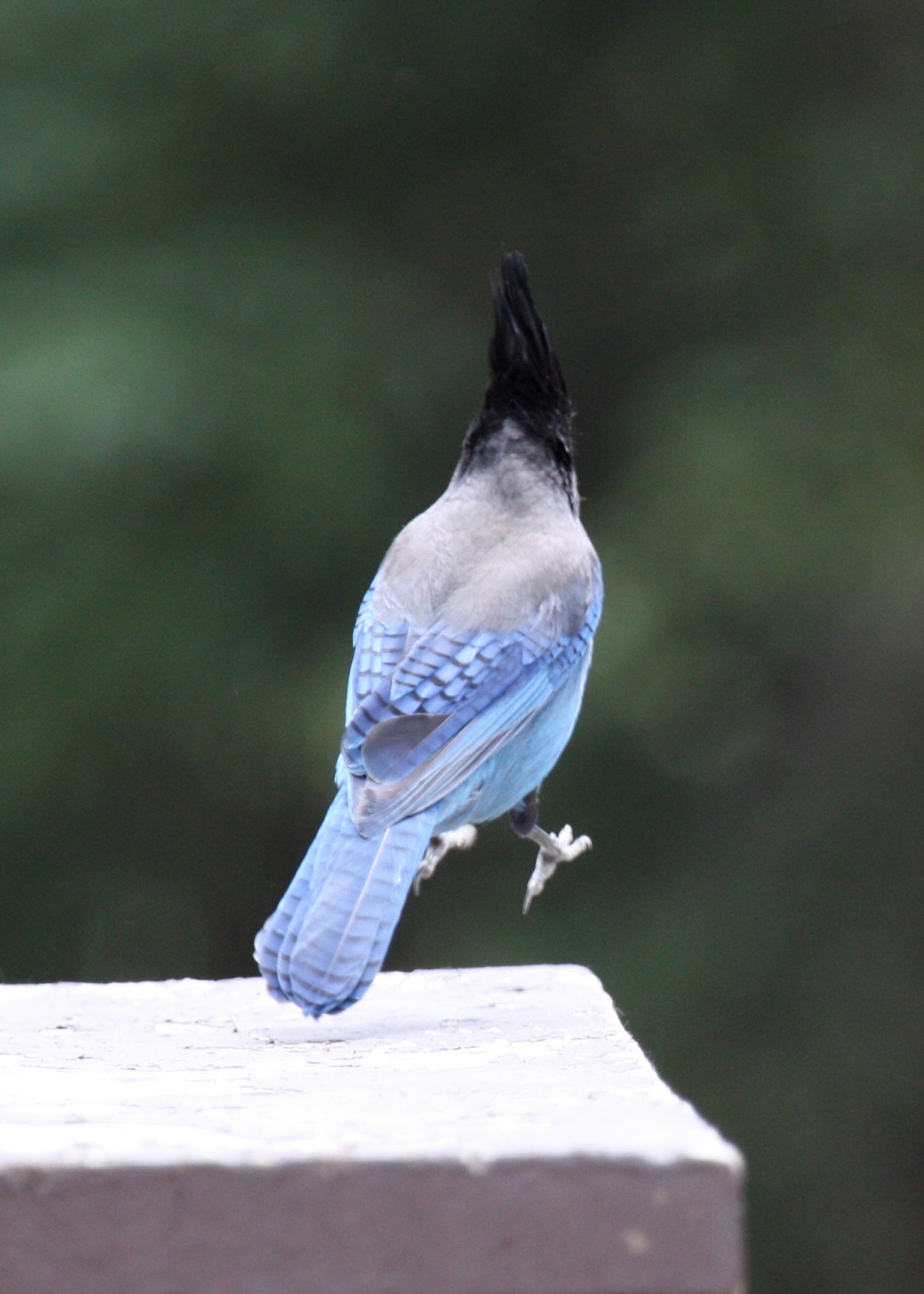 Hopping Steller's Jay (Cyanocitta stelleri)