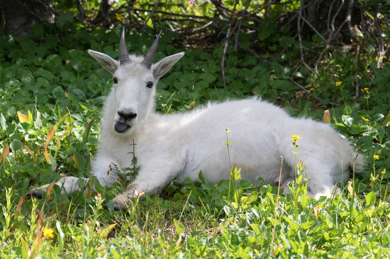 Mountain Goat (Oreamnos americanus)