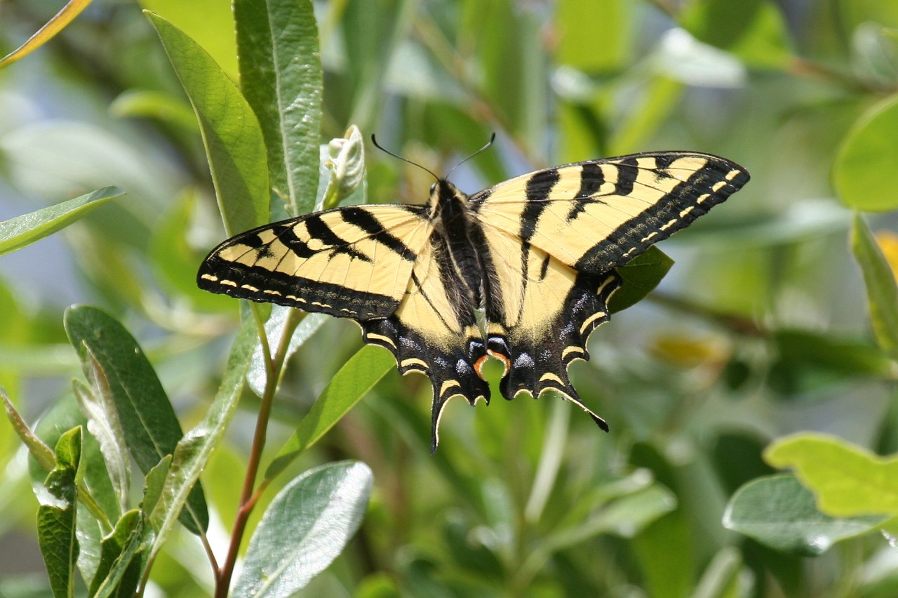 Western Tiger Swallowtail  (Papilio rutulus)