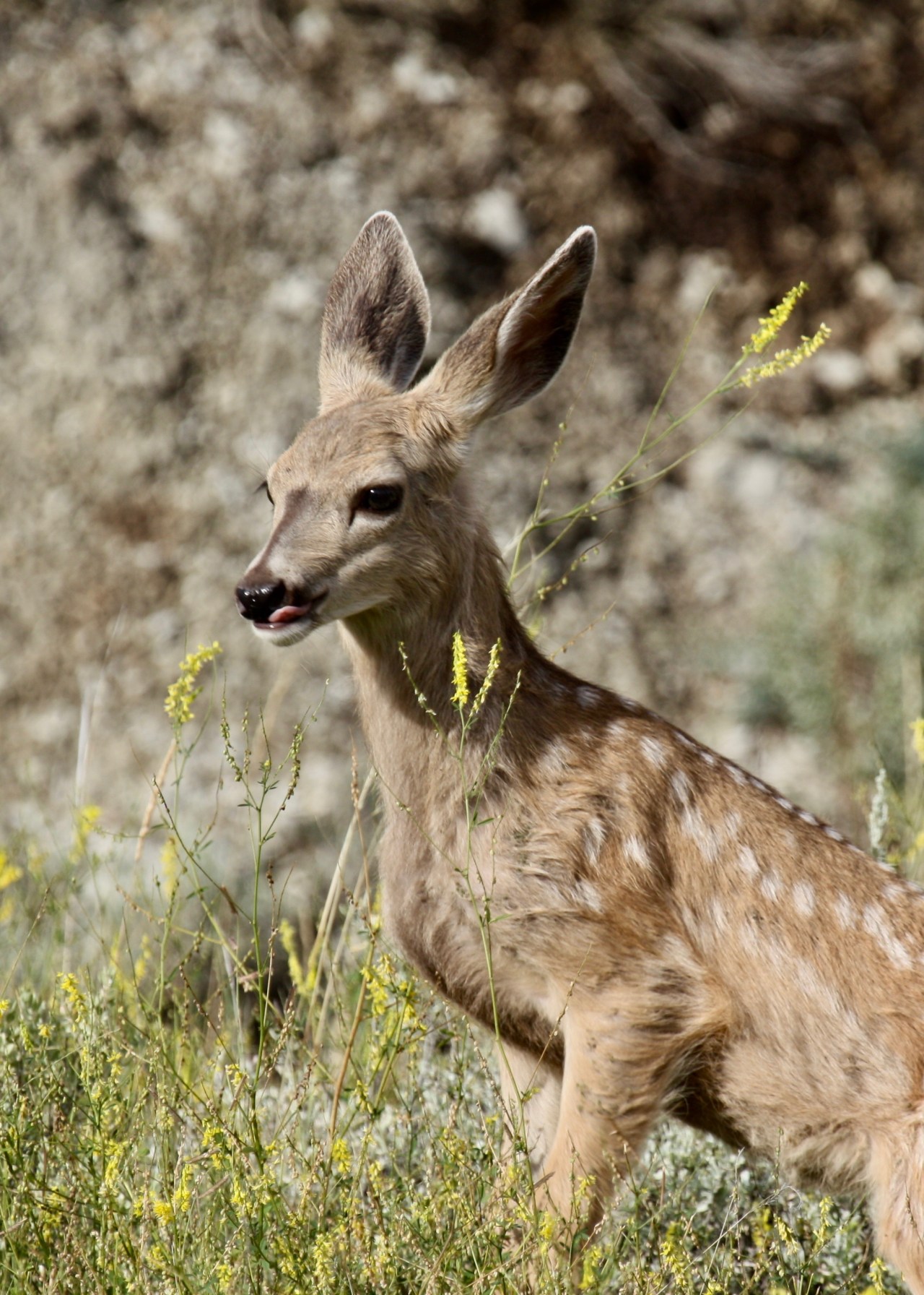 Mule Deer (Odocoileus hemionus)