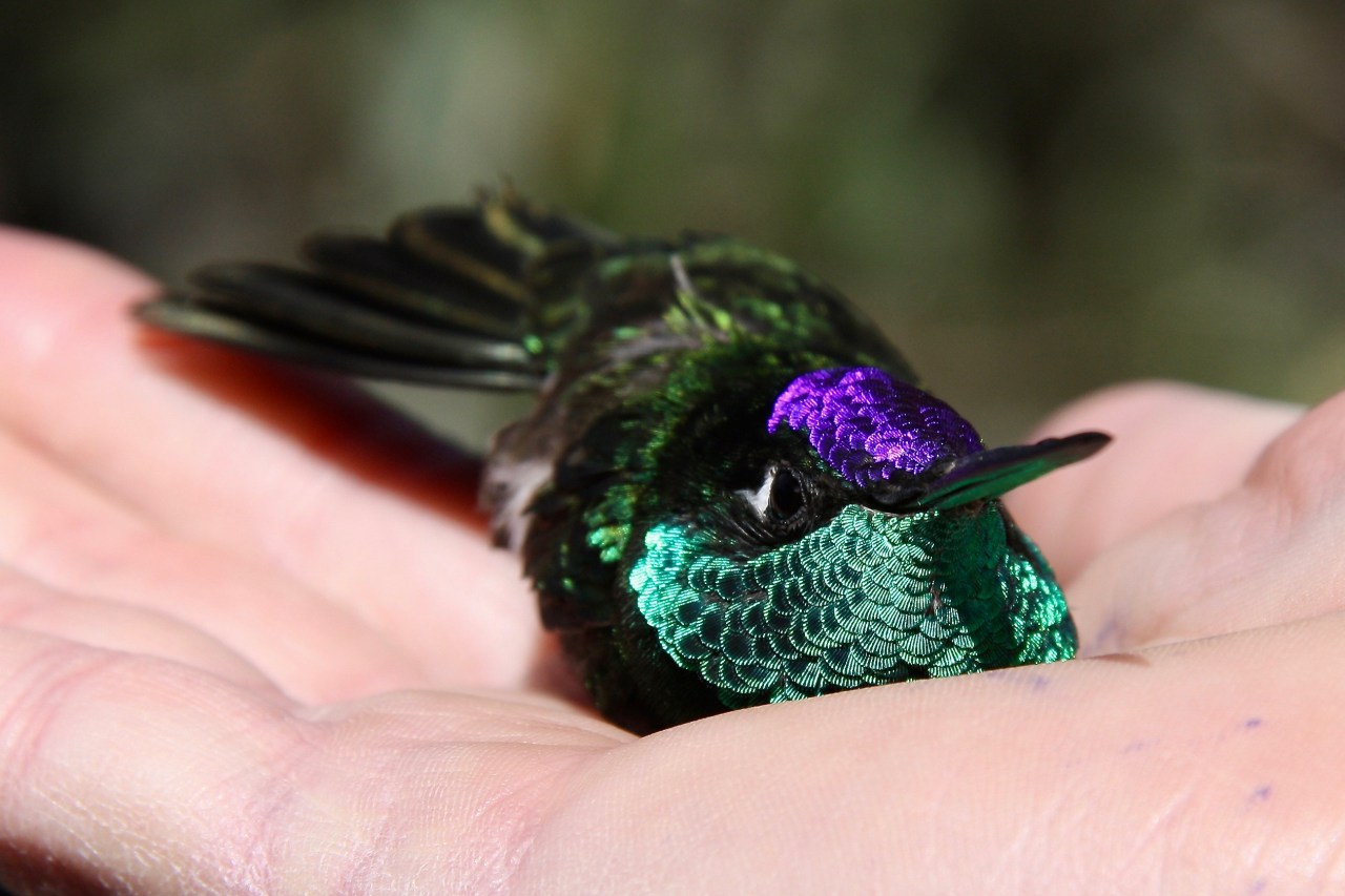 03-23-2009 - Erin Willett - holding a Magnificent Hummingbird