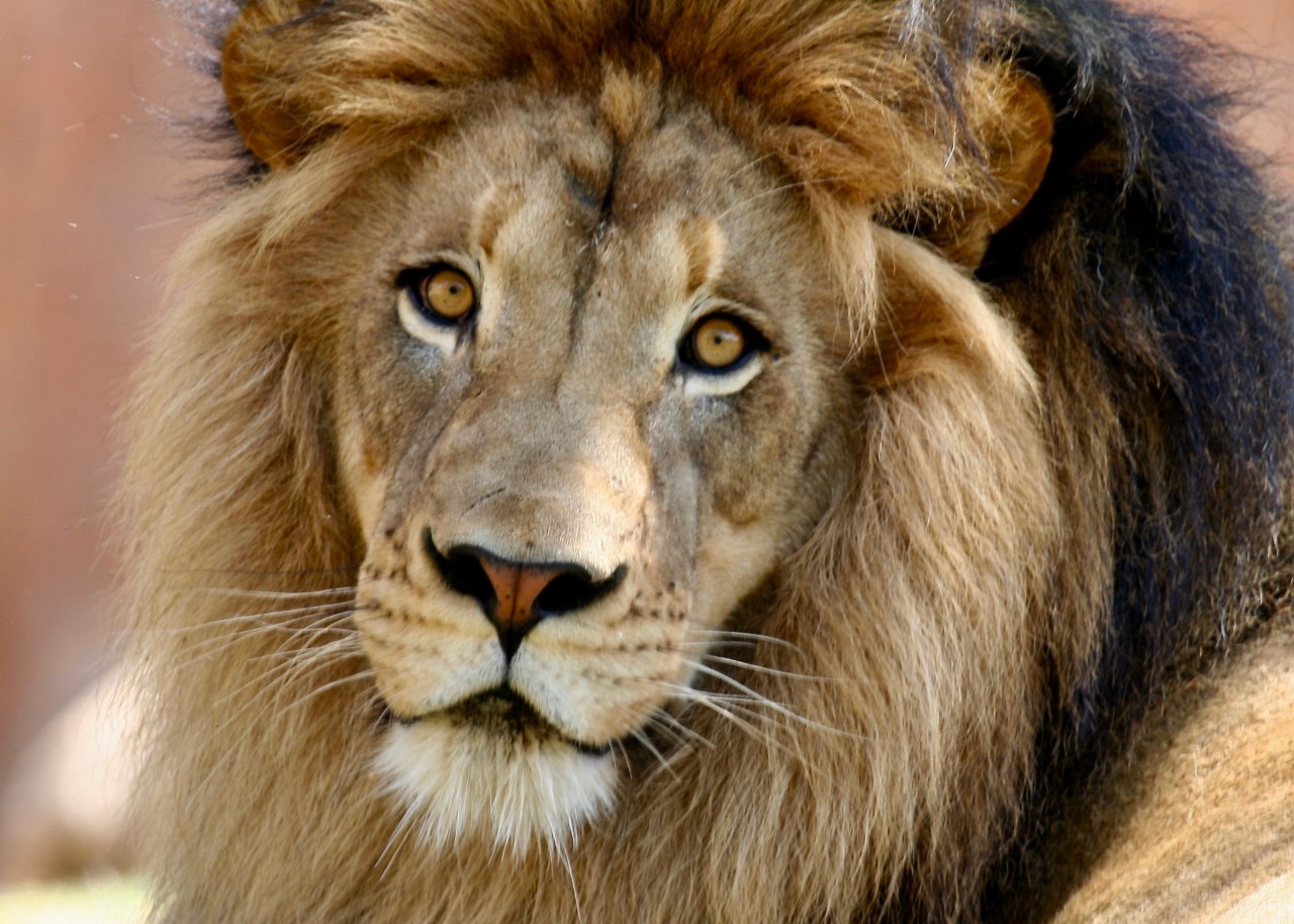 Izu Lion3 San Diego Wild Animal Park CA 03-2008