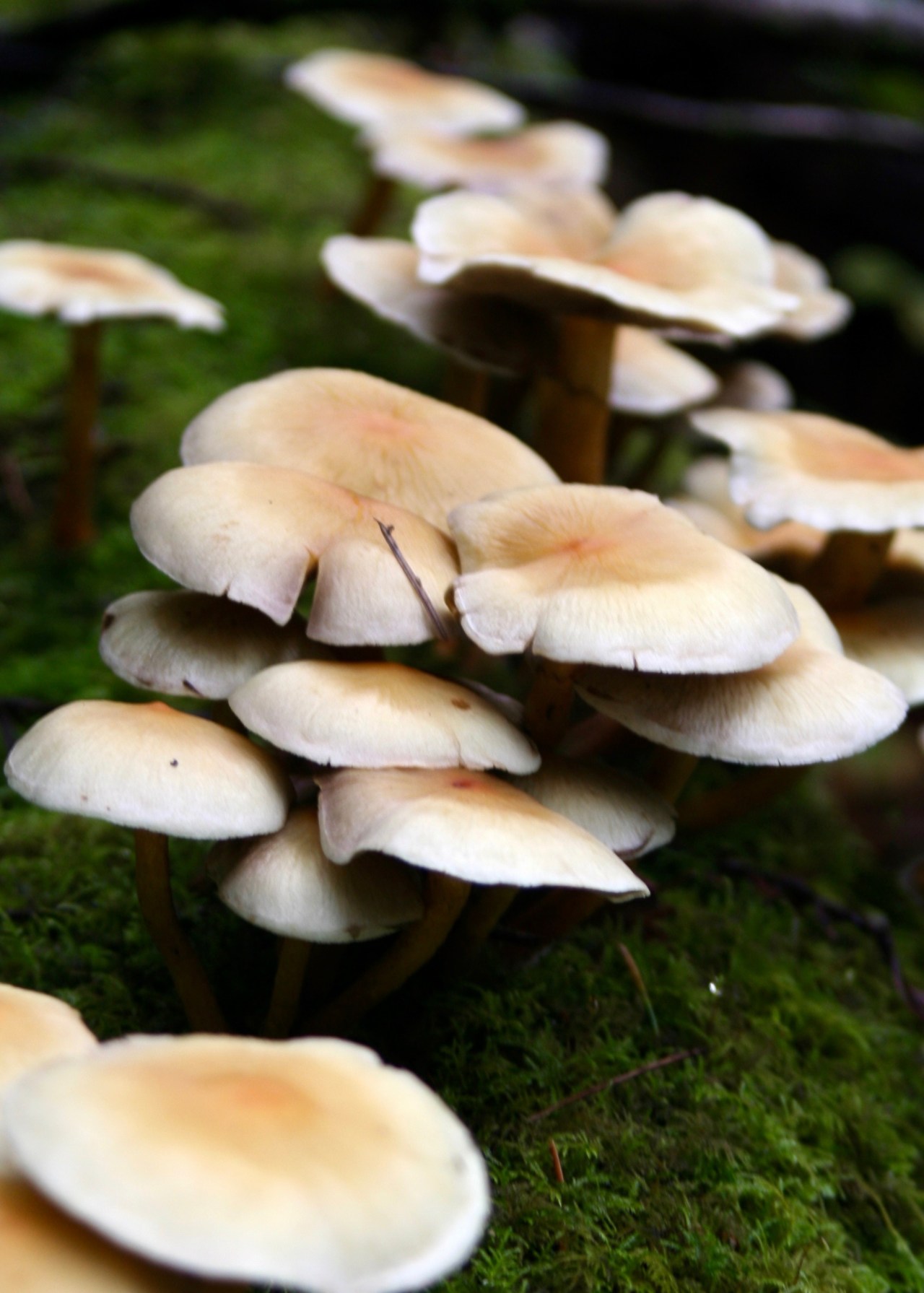 Mushrooms on a log in the Heritage Grove of redwood trees
