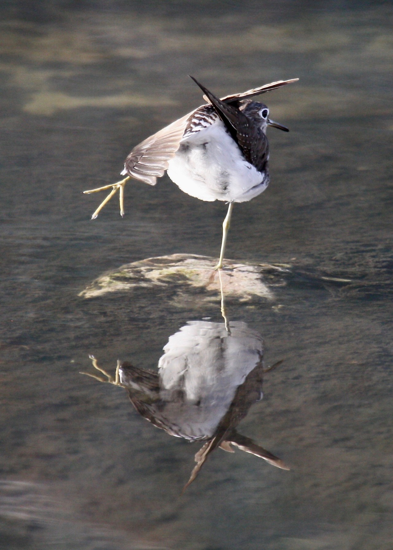 Stretching Solitary Sandpipier