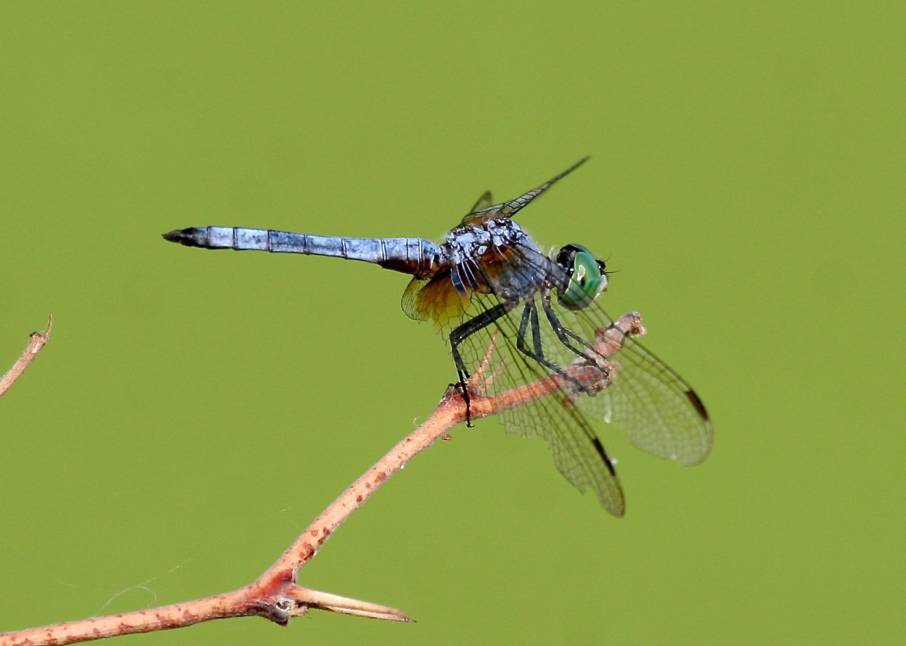 Dragonfly Sweetwater Wetlands AZ 11-2008