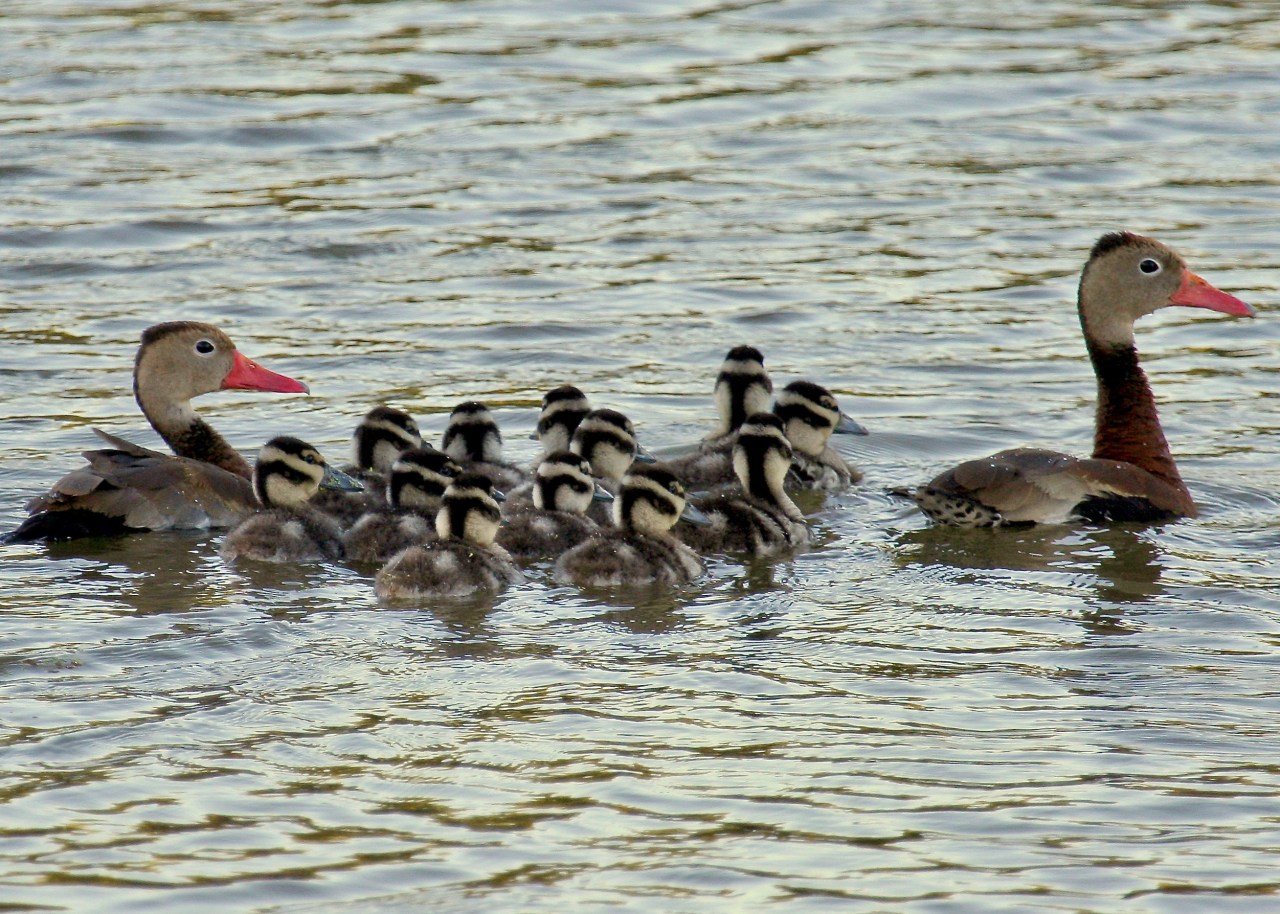Duck Family Cooper Lake SP TX 10-2007