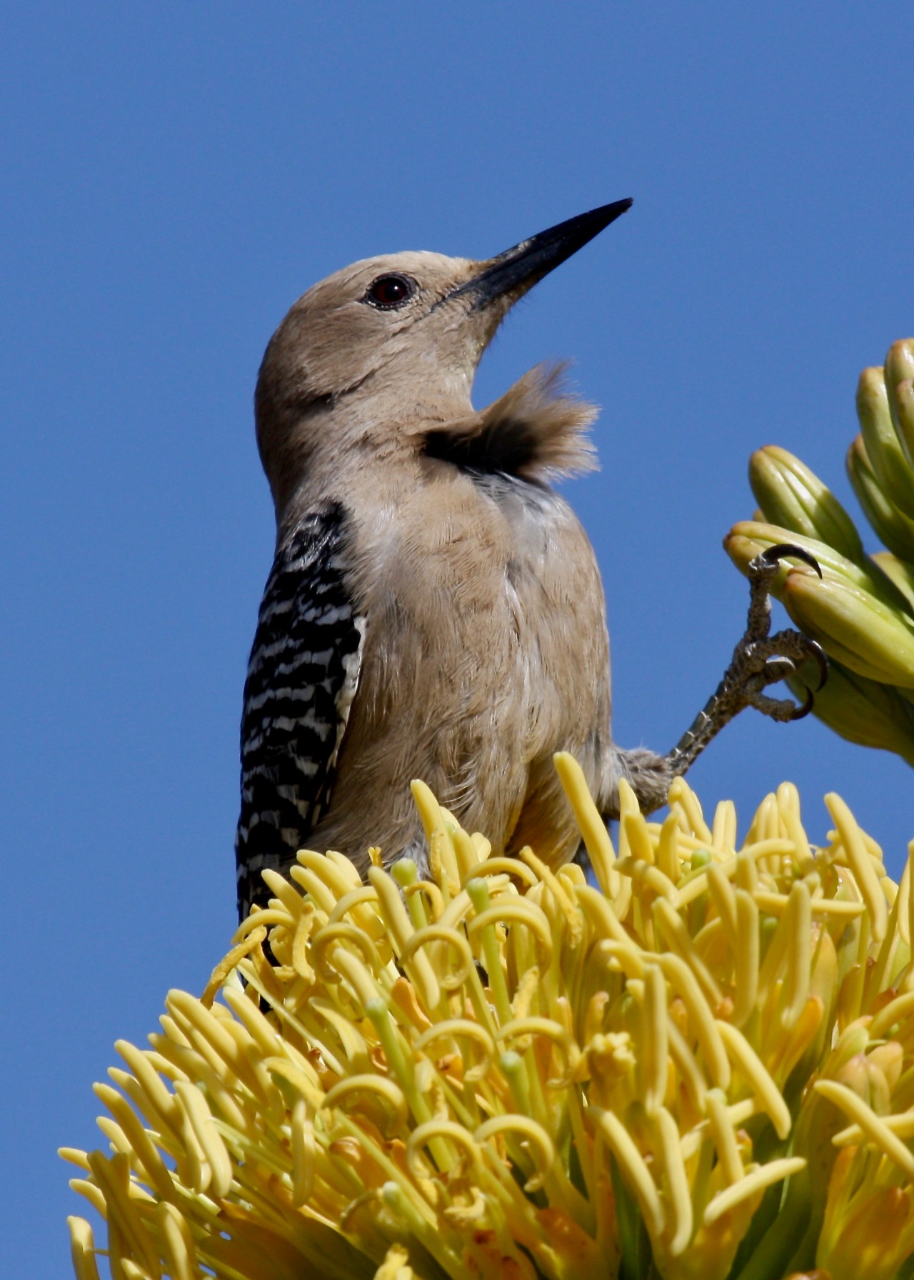 Gila Woodpecker2 ASDM Tucson AZ 04-2012