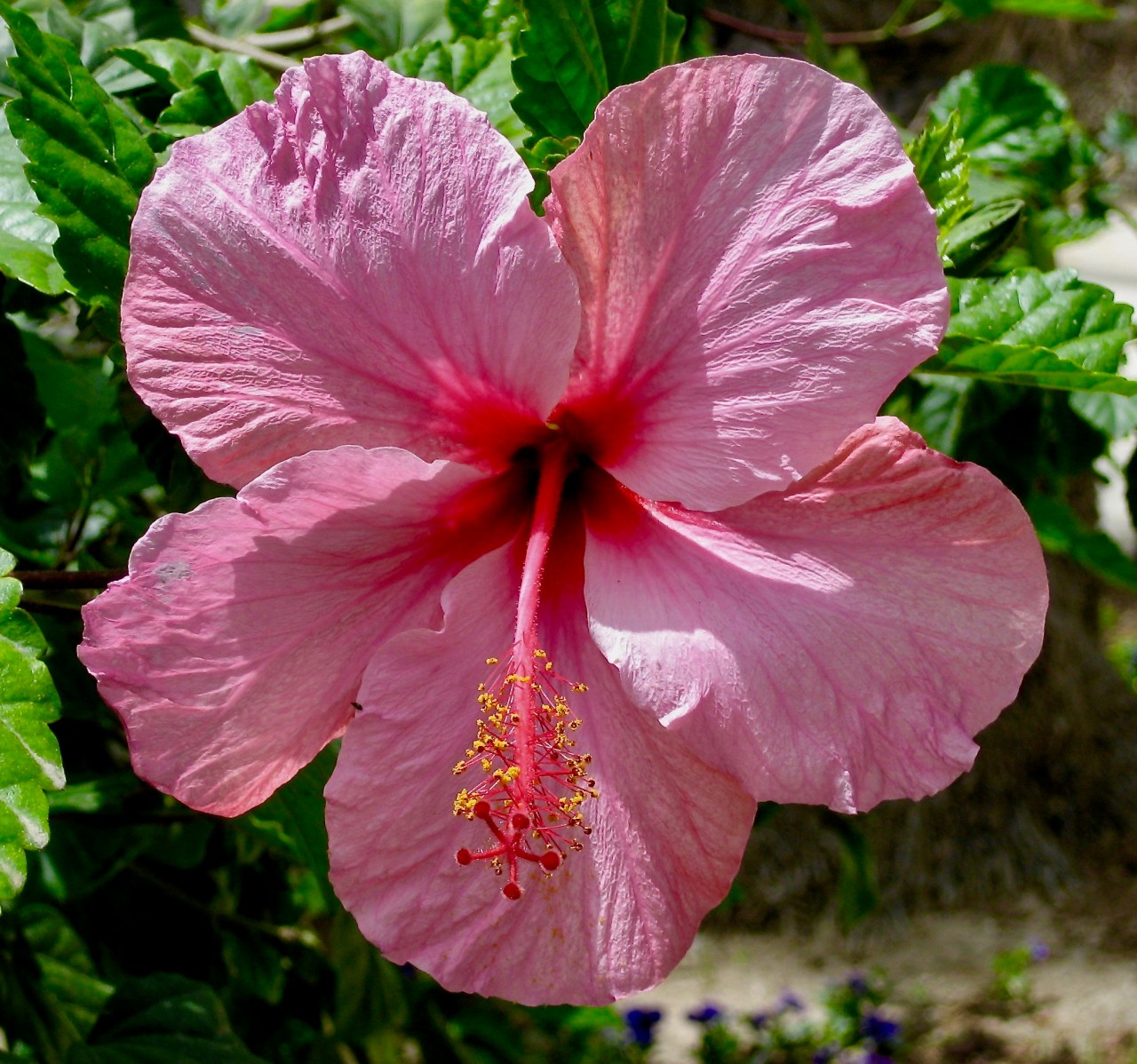 Hibiscus Alicante 05-2006