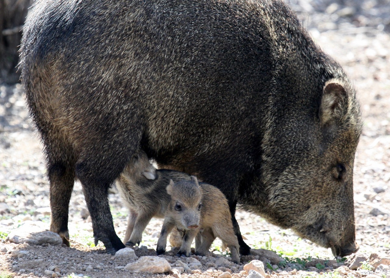 Javelina7 2 babies RS AZ 03-2010