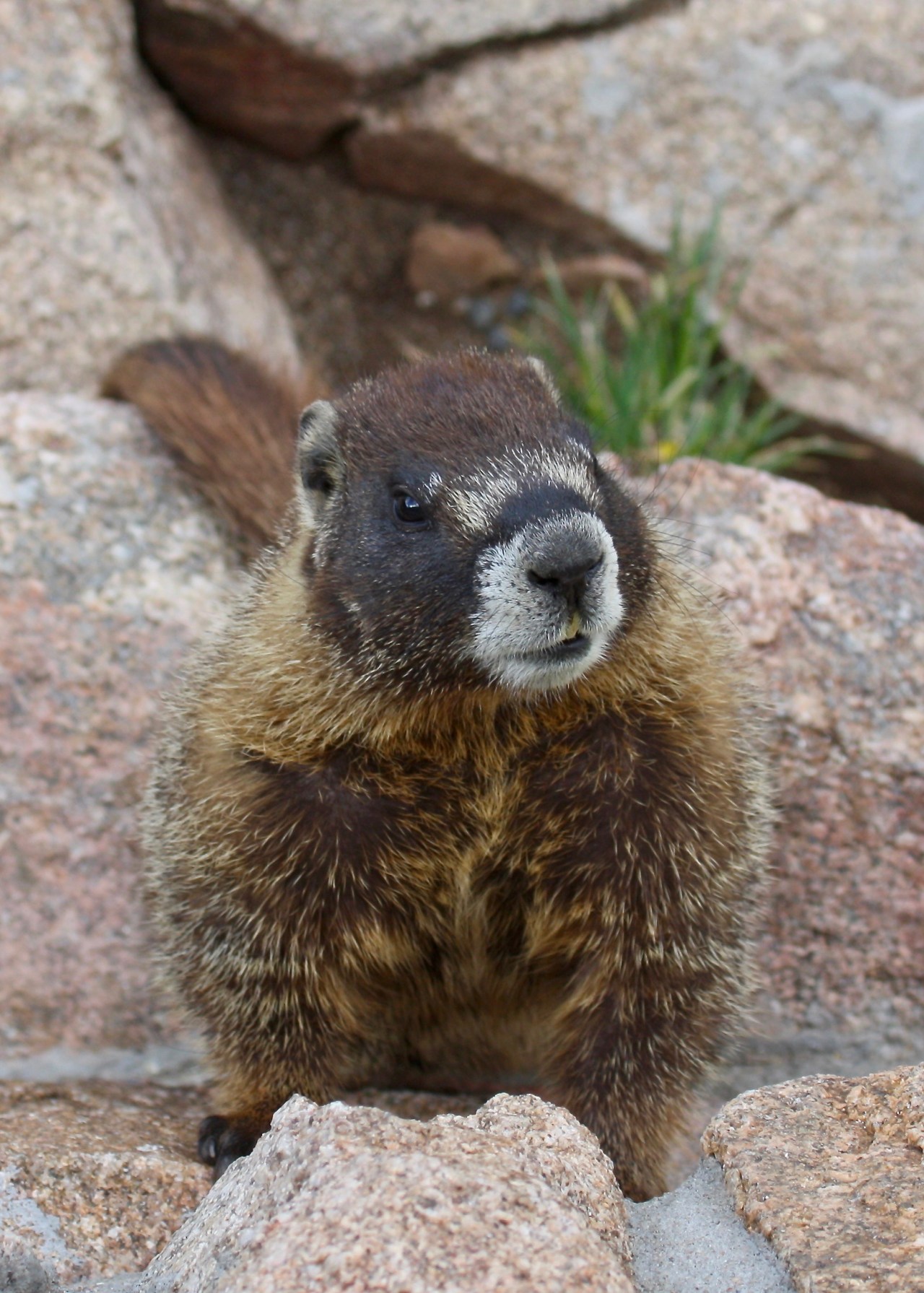 Curious Marmot (Marmota flaviventris)