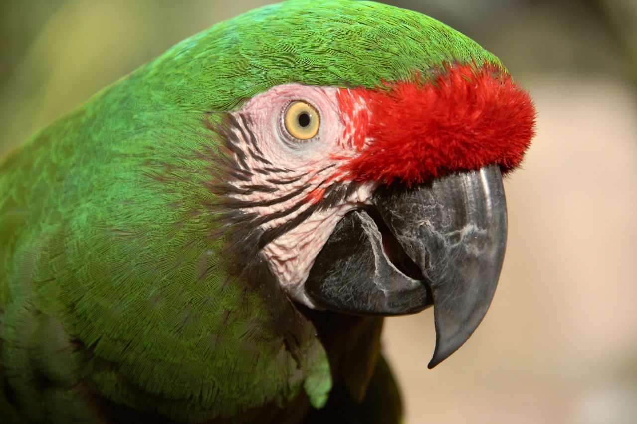 Parrot ASDM Tucson AZ 02-2015