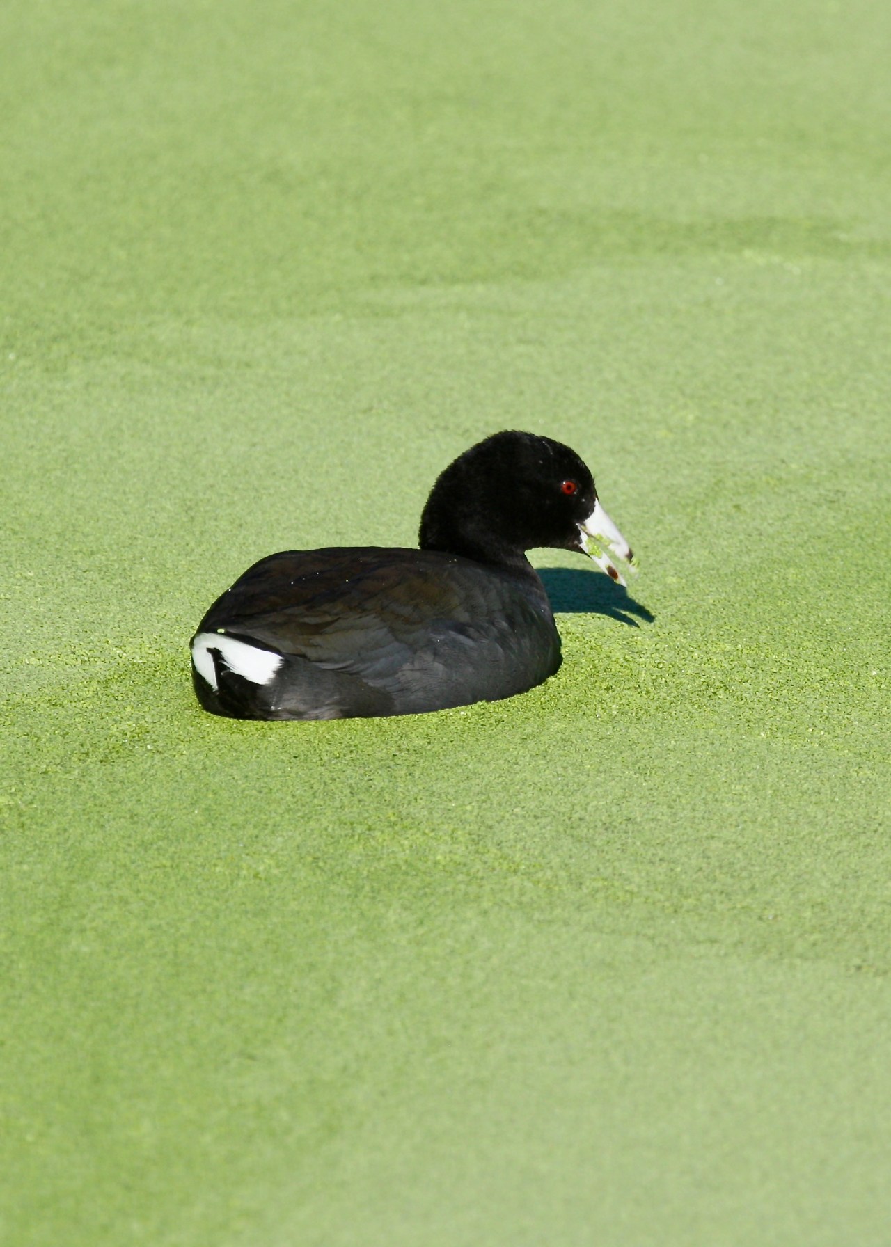 American Coot (Fulica americana)