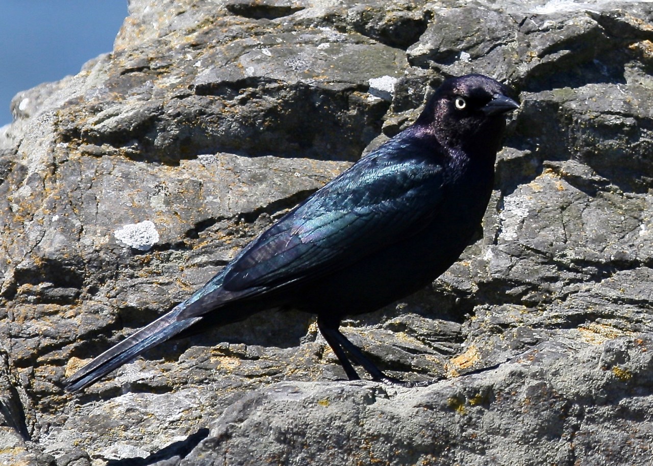 Brewer's Blackbird - Male
