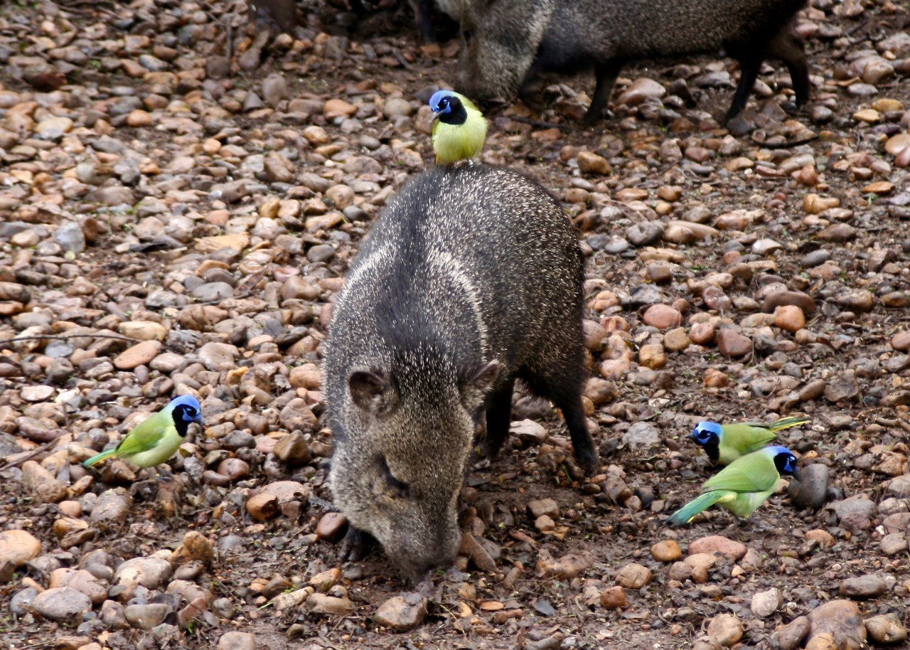 Green Jay Javelina2 Laguna Atascosa NWR TX 02-2007