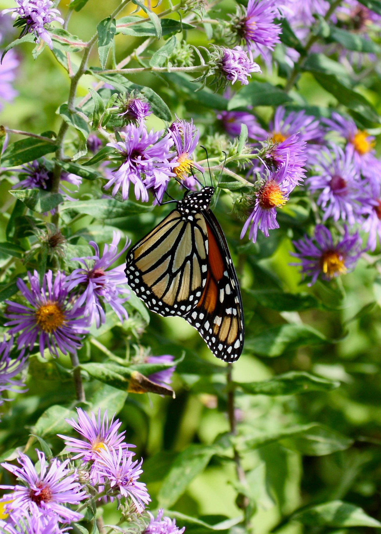 Monarch Butterfly Hoover NHS IA 09-2009