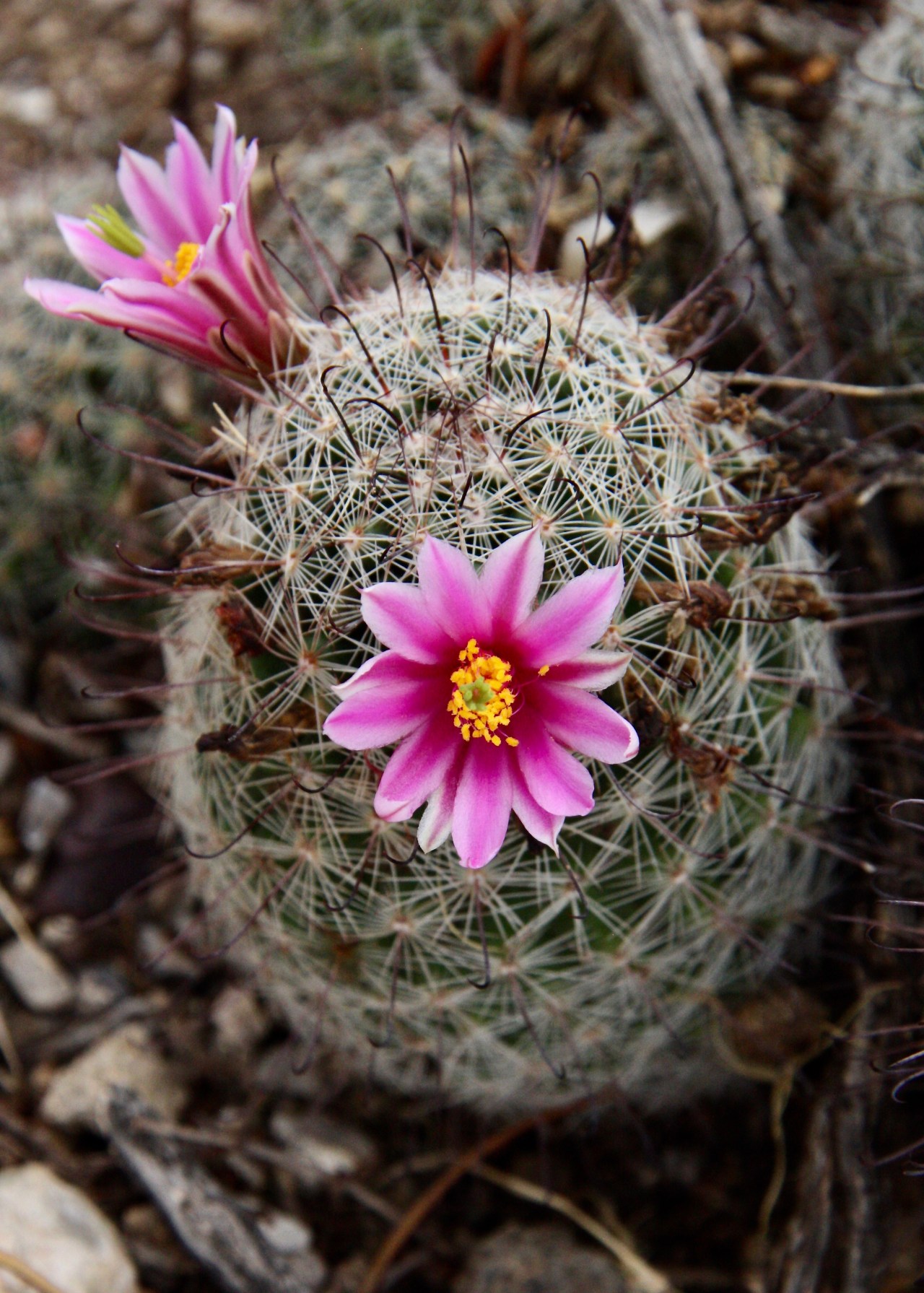 Pincushion bloom RS Tucson AZ 08-2014