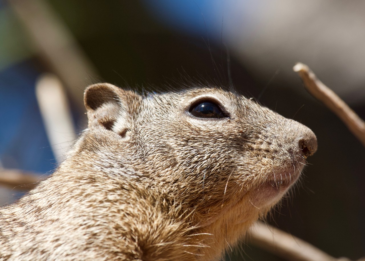 Rock Squirrel ASDM Tucson AZ 02-2015