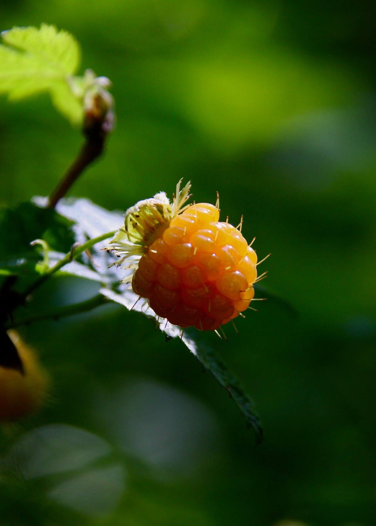 Salmonberry Portland OR 06-2012