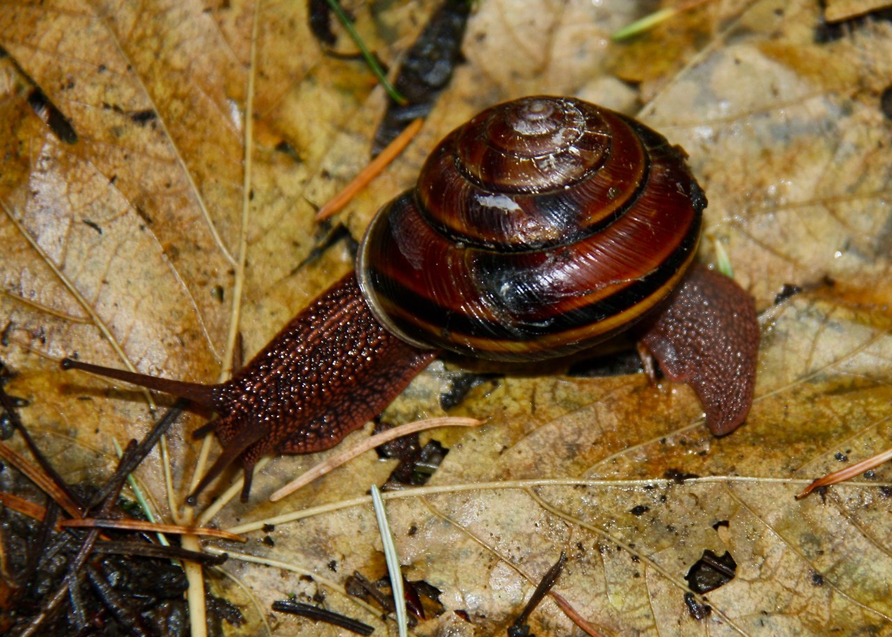 Snail2 Portland OR 09-2013