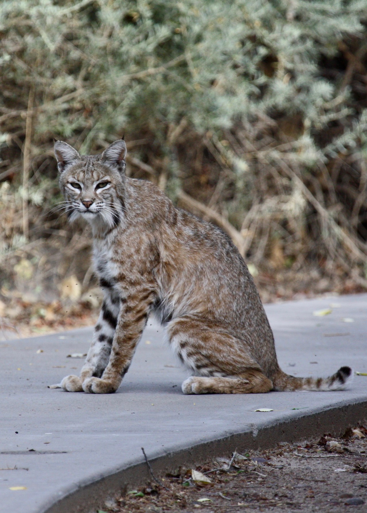 Bobcat3 Sweetwater Wetlands AZ 04-2009