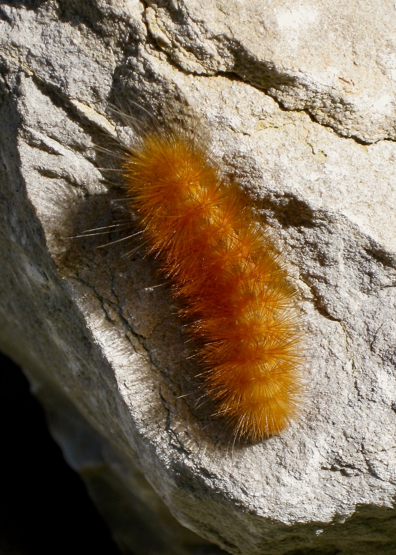 Caterpillar St Louis MO 09-2009