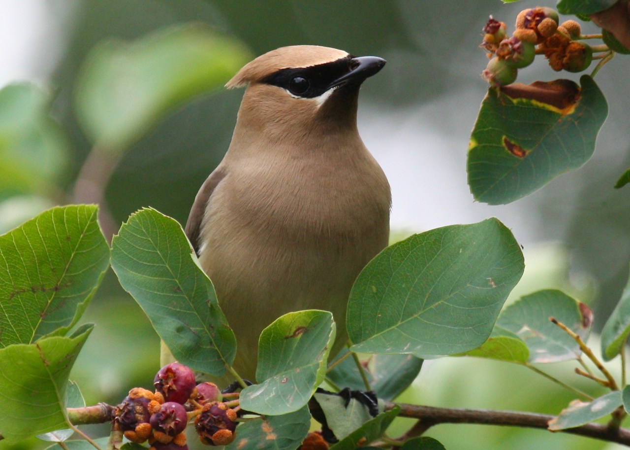 Cedar Waxwing4 Portland OR 06-2012