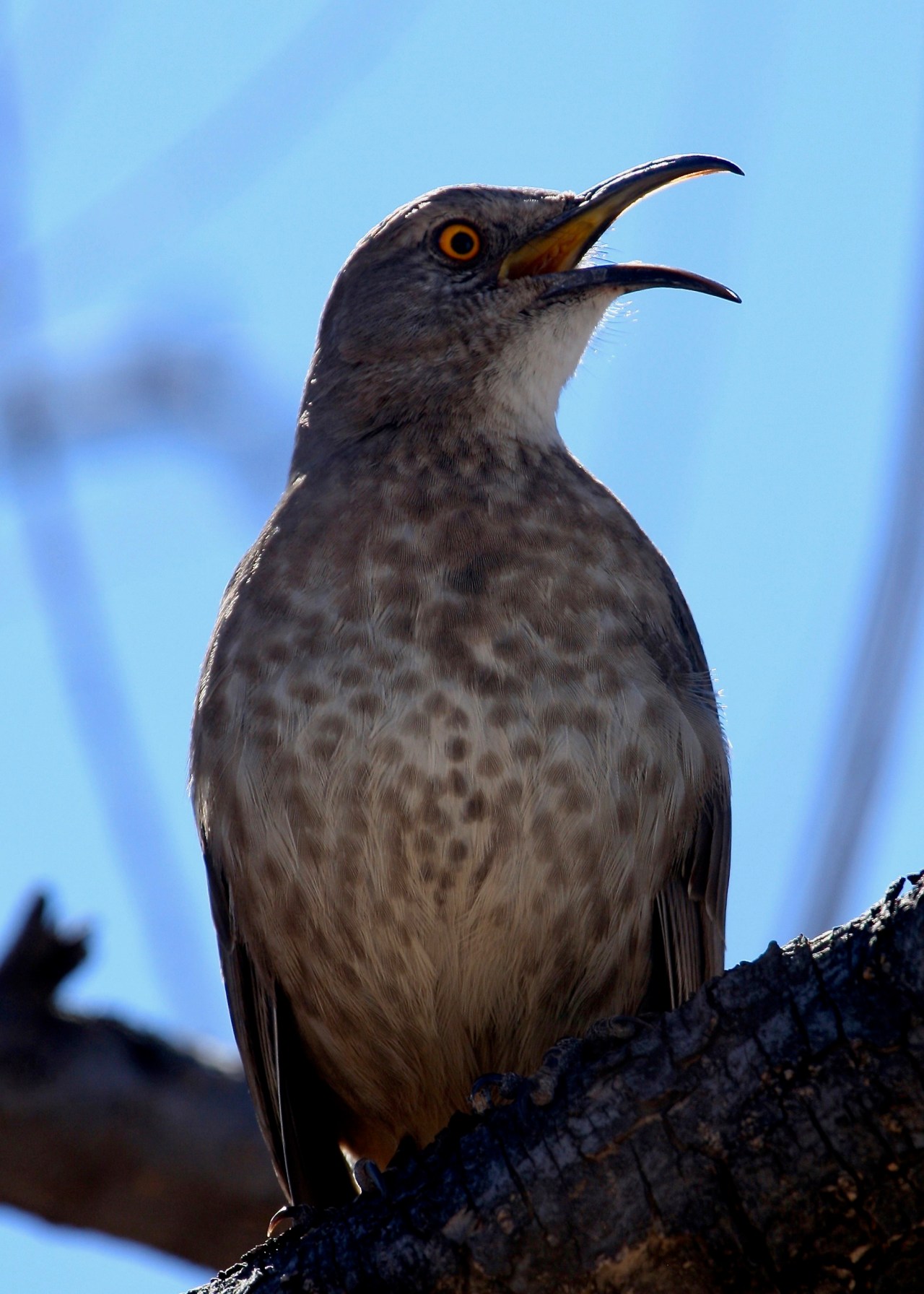 Curve-billed Thrasher Whitewater Draw AZ 02-2008