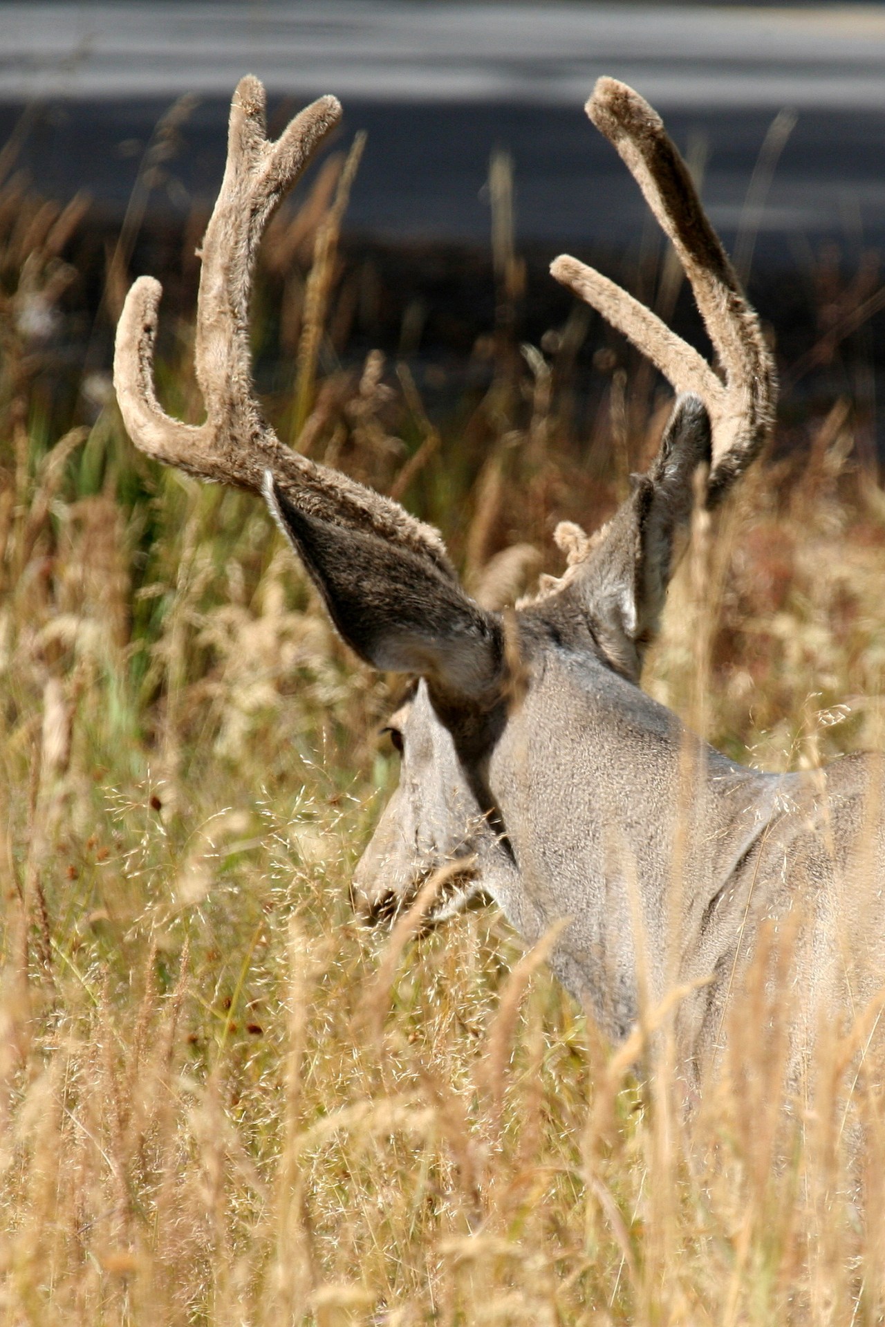 Male Mule Deer in Velvet