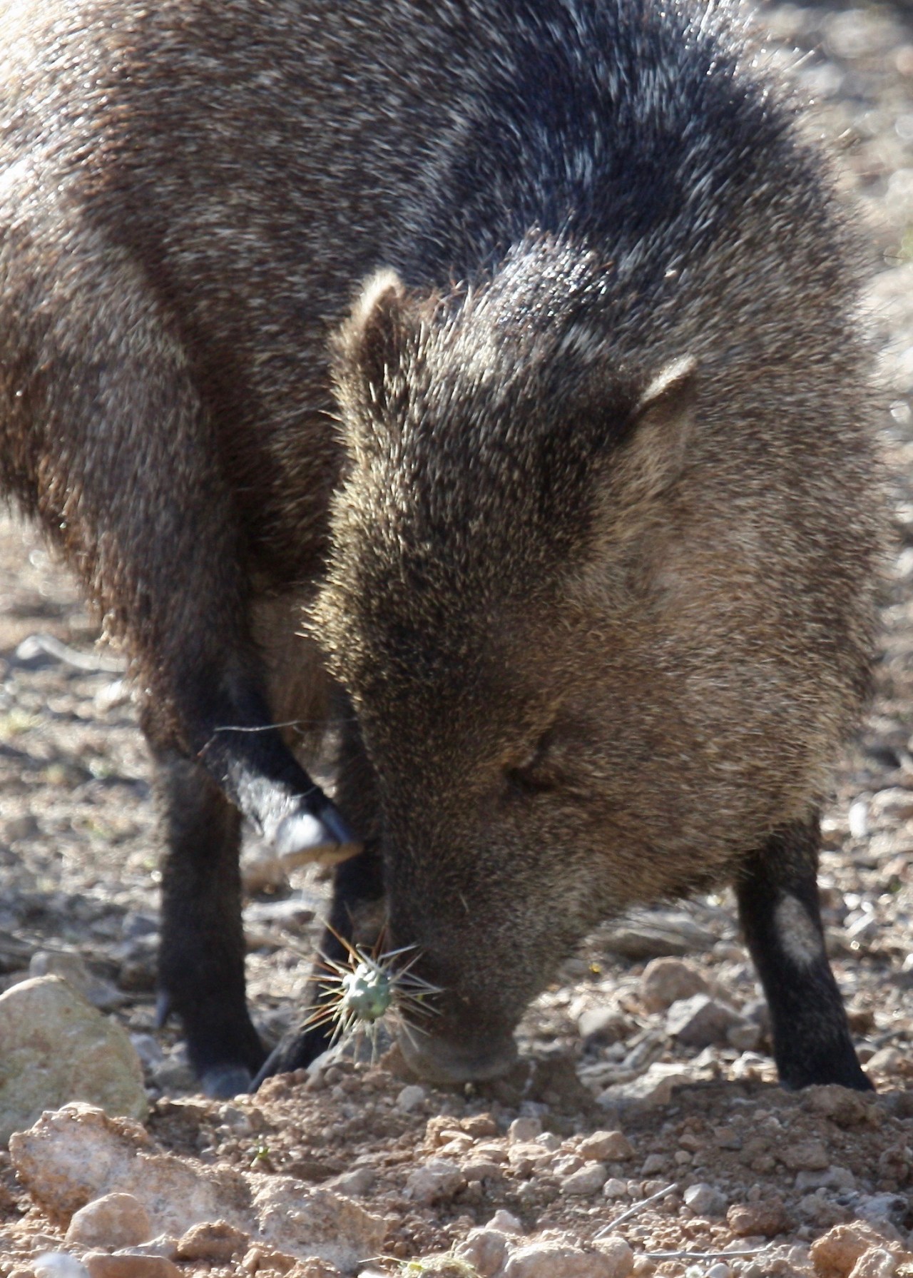 Javelina cholla RS Tucson AZ 05-2010