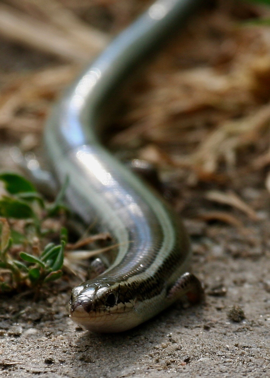 Skink?2 Whelan Lake CA 03-2008