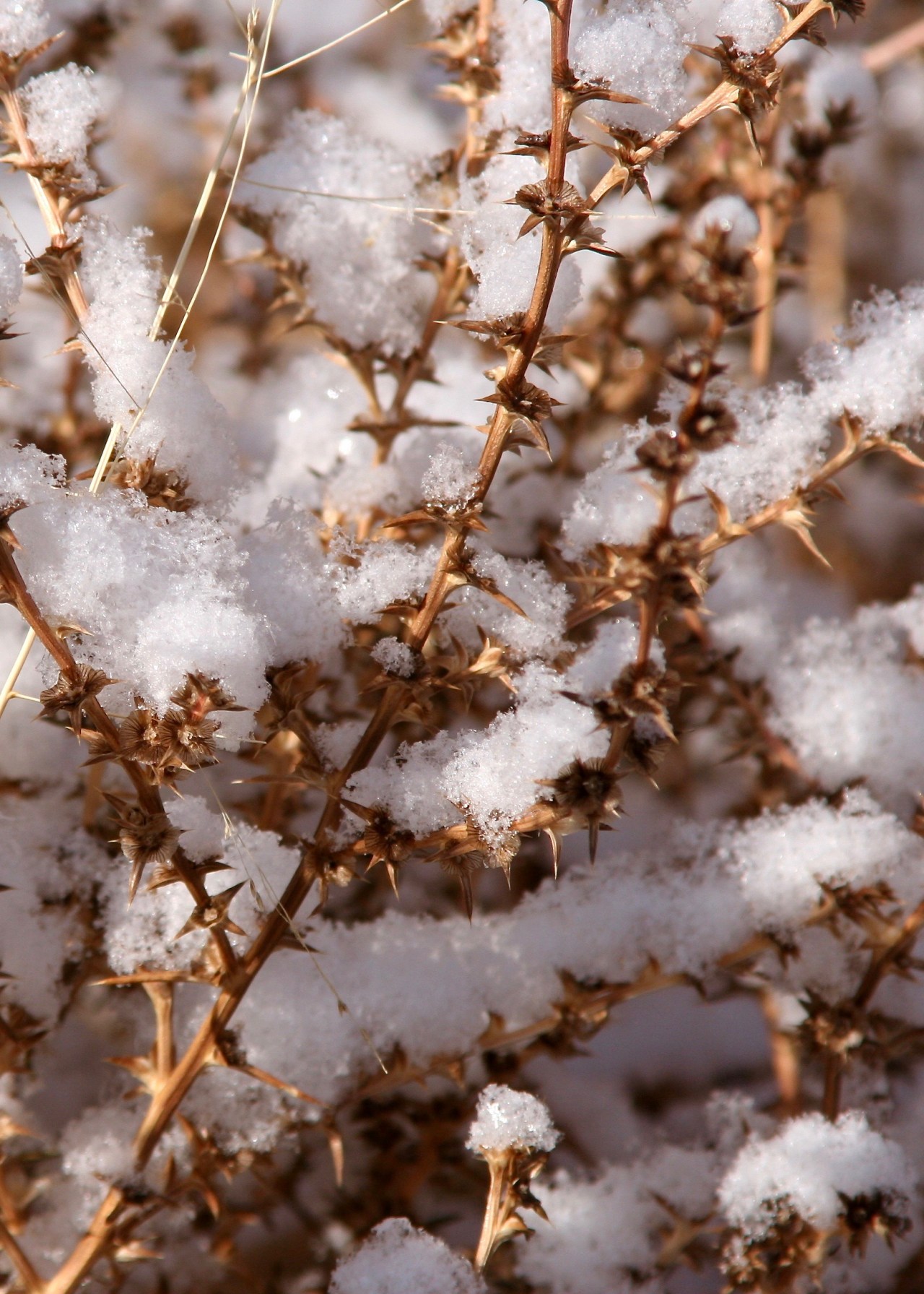 Snow Tumbleweed Balmorhea SP TX 11-2006