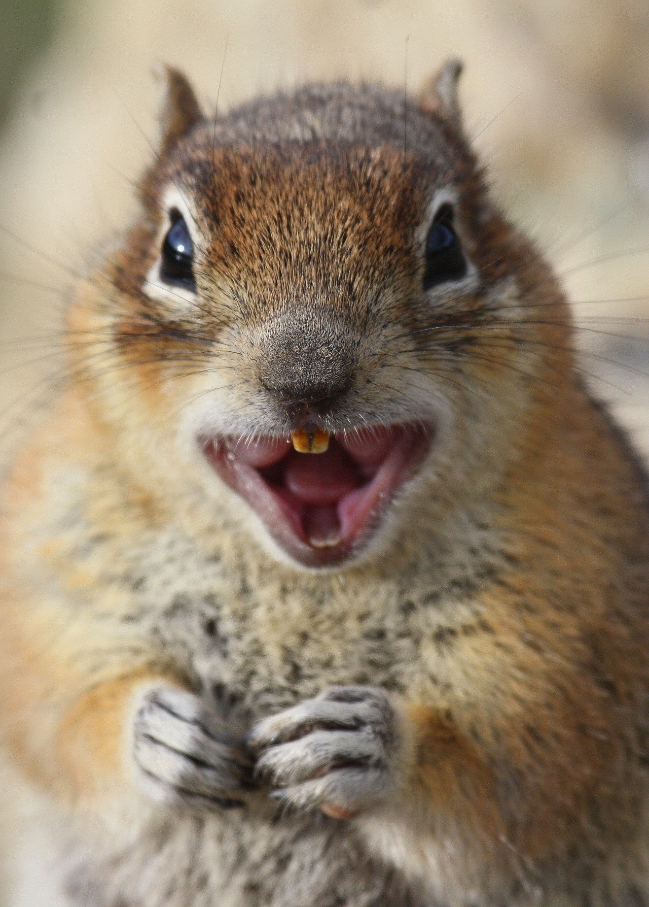 Crazy Squirrel (Callospermophilus lateralis)
