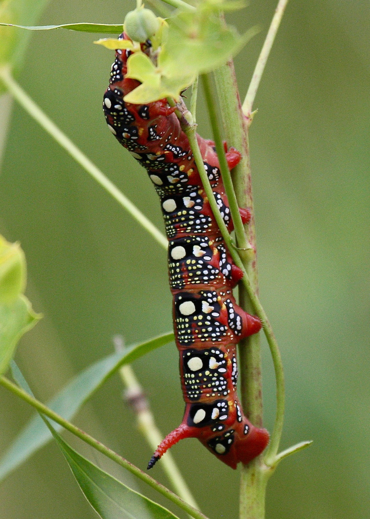 Caterpillar TRNP ND 07-2010
