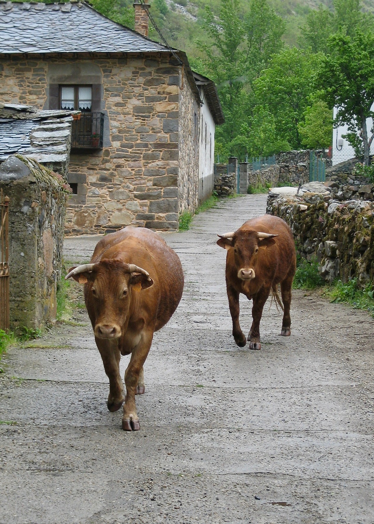 Cows Village Villablino 05-2006