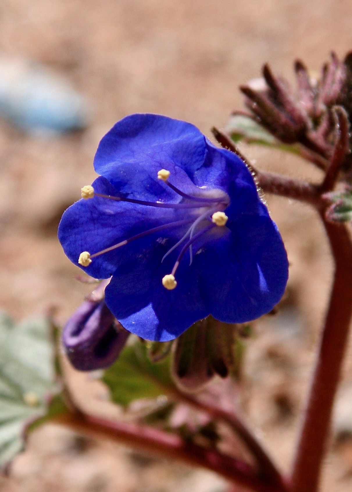 Desert Bluebell Tucson AZ 02-2008
