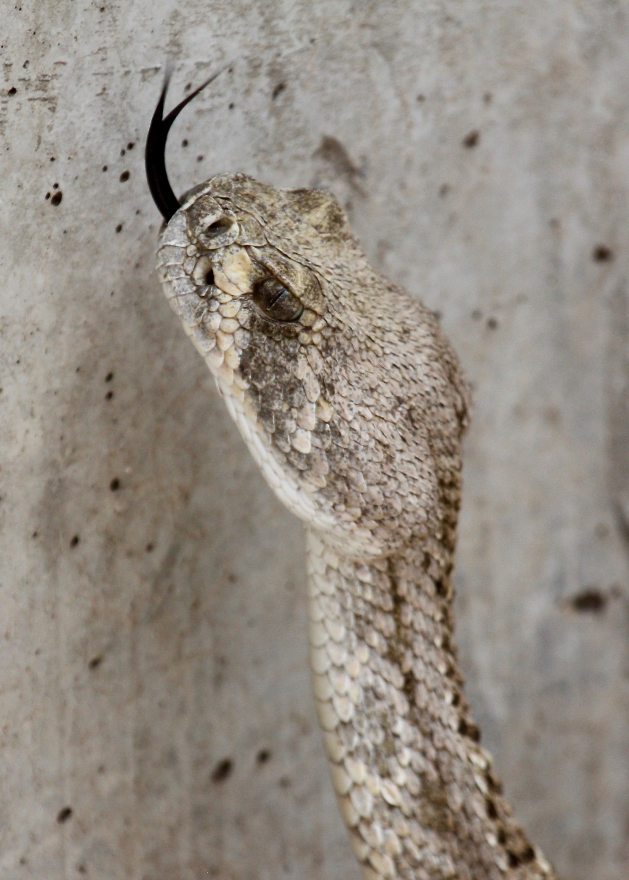 Diamonbacked Rattlesnake head Sweetwater Wetlands Tucson AZ 09-2014