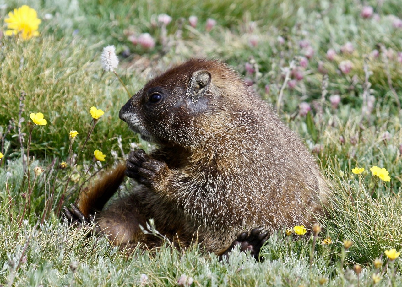 Marmot Bath Time (Marmota flaviventris)