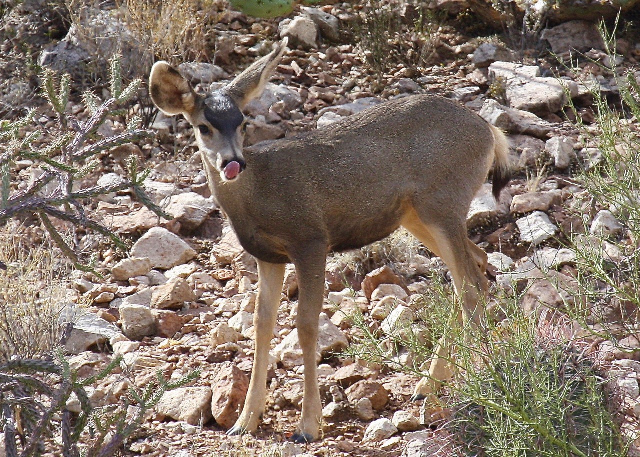 Mule Deer young Tongue TMP AZ 11-2009