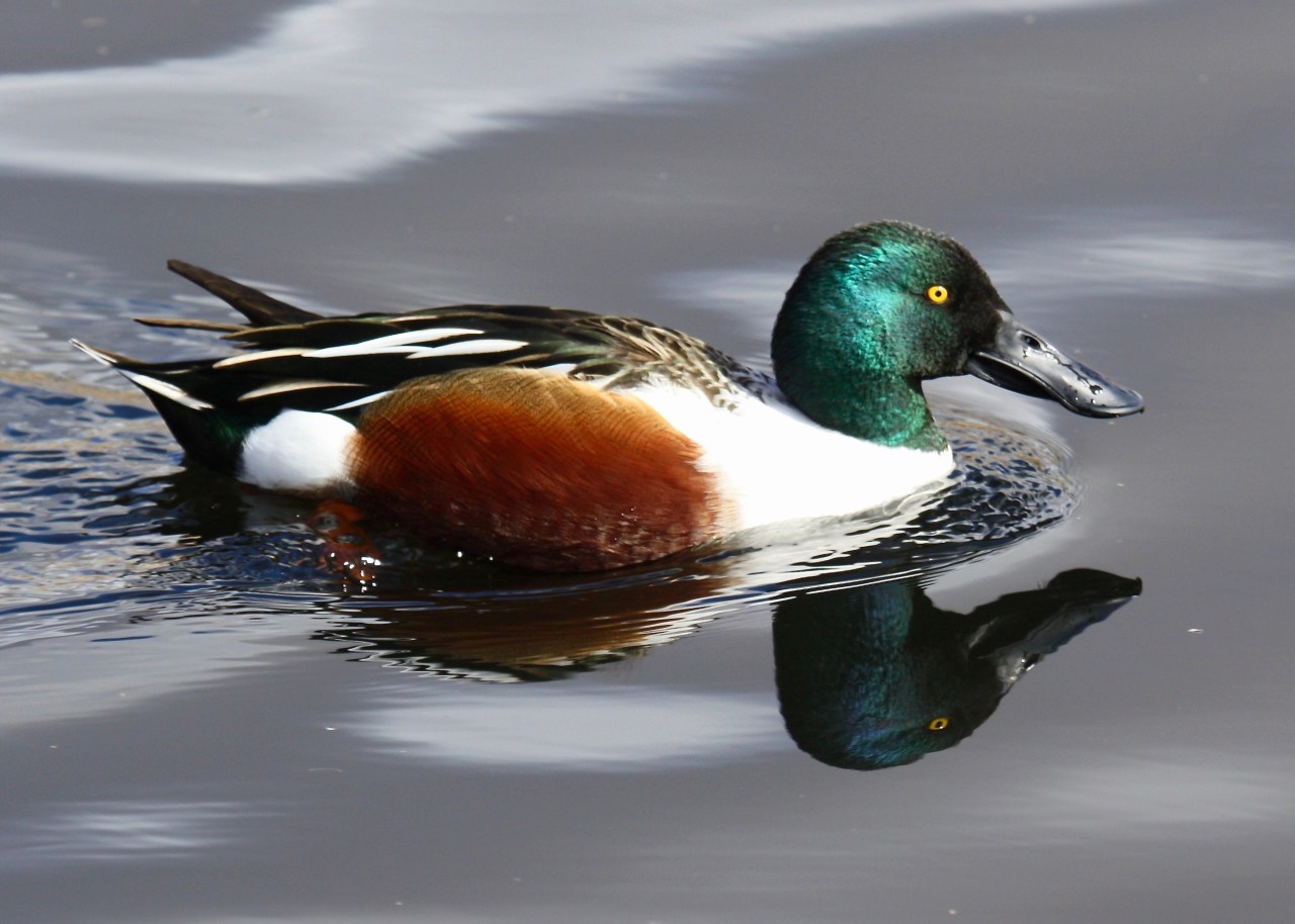 Northern Shoveler on Gray Water - Male (Anas clypeata)
