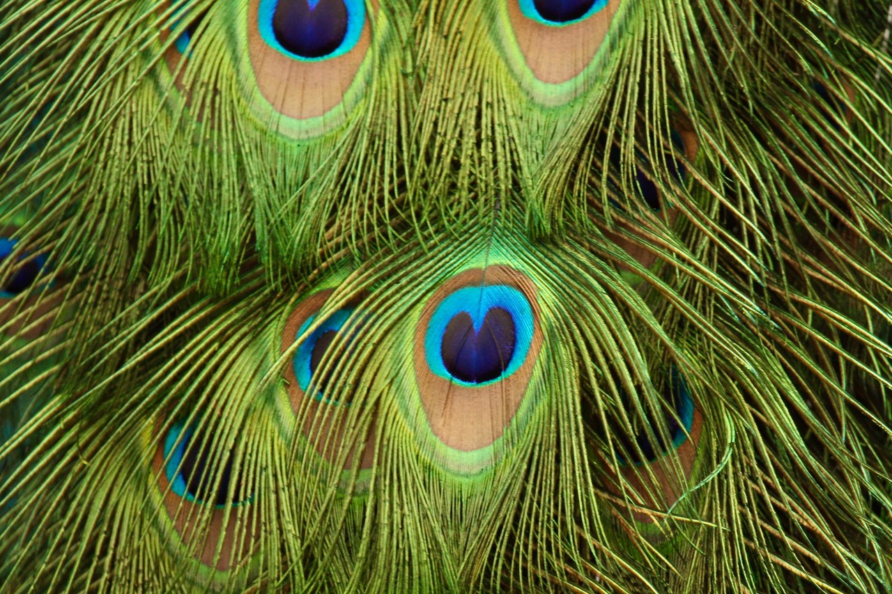 Peacock tail2 Reid Park Zoo Tucson AZ 02-2015