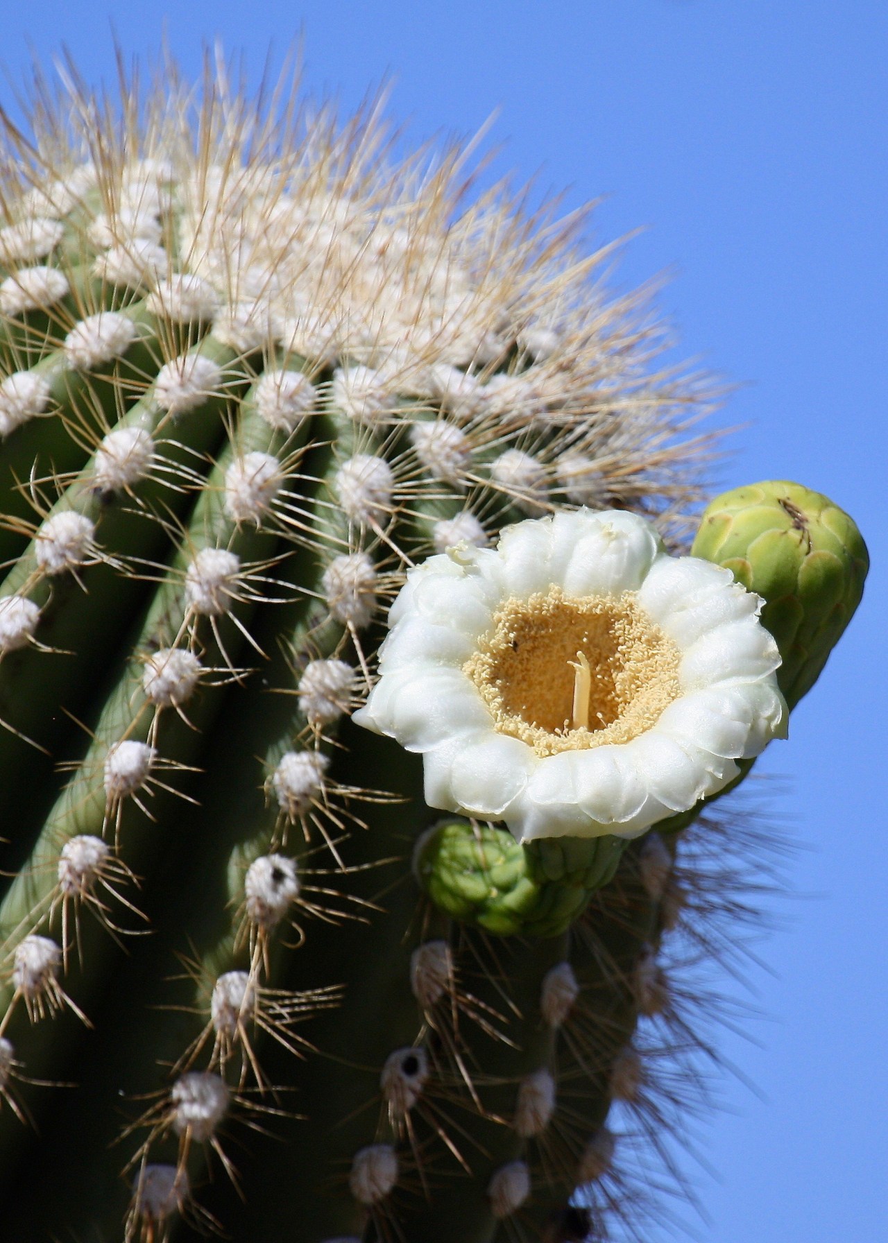Saguaro arm flower Sweetwater Preserve Tucson AZ 10-2011