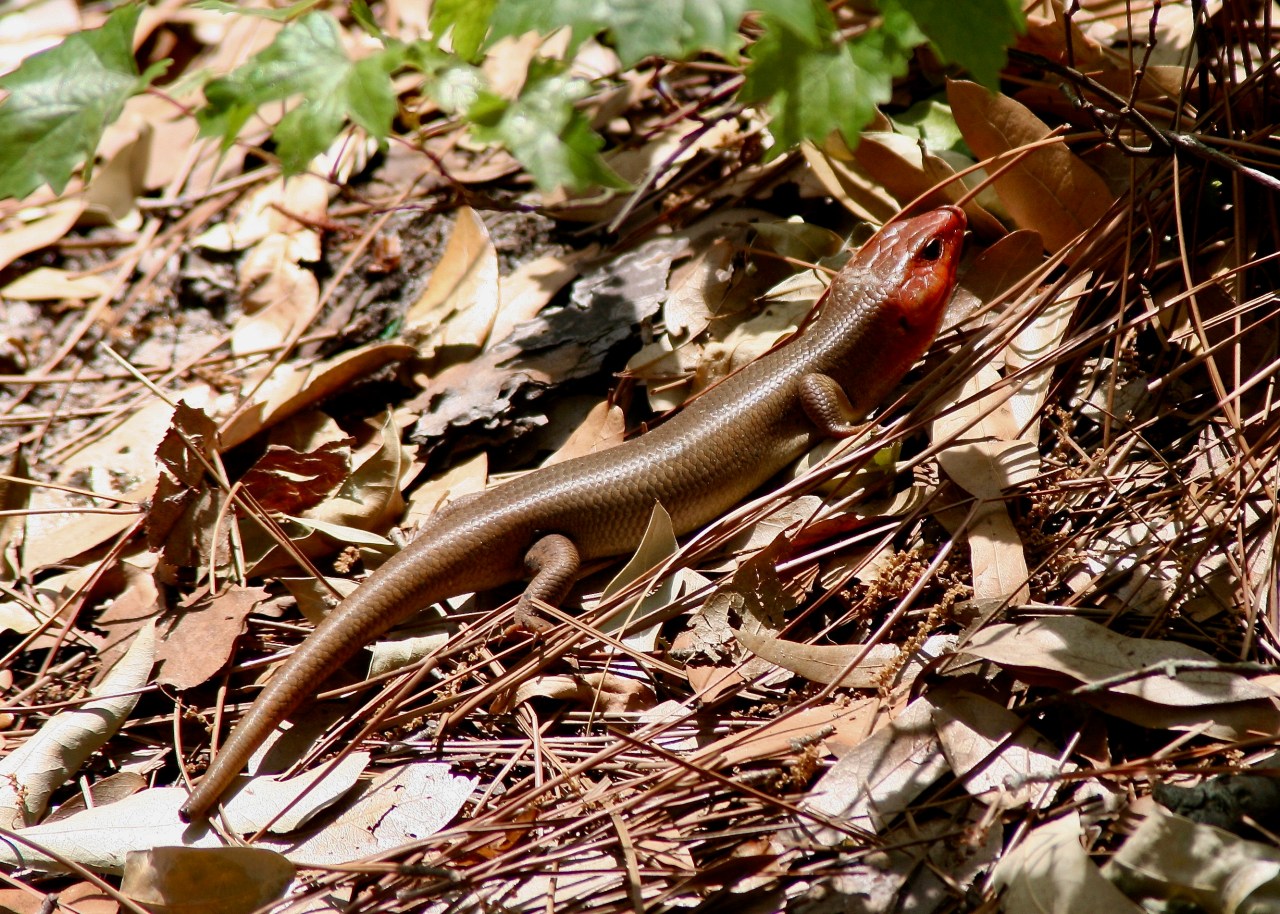 Skink Jekyll Island GA 04-2007