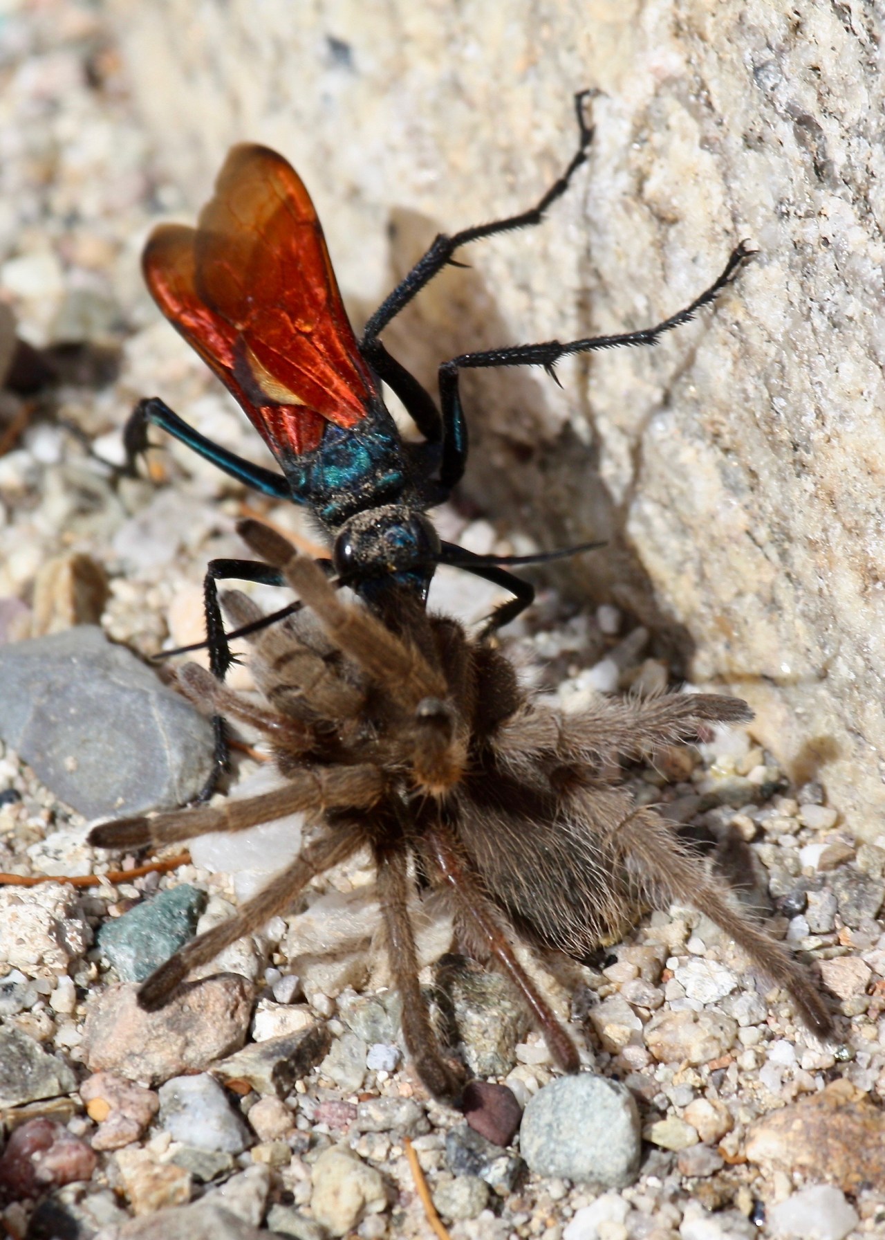 Tarantula Wasp6 Tarantula ASDM Tucson AZ 04-2012