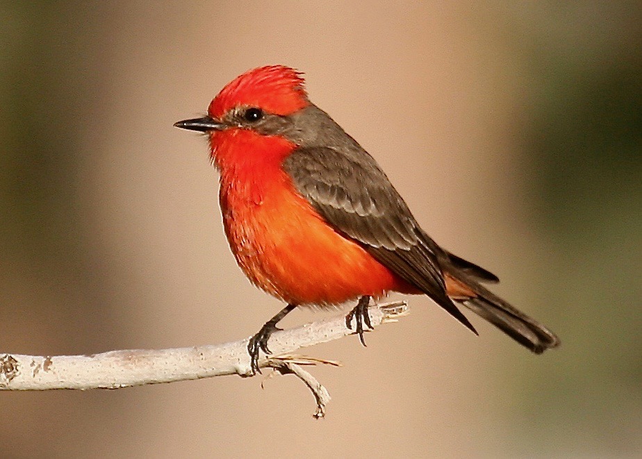 Vermilion Flycatcher2 Himmel Park AZ 01-2008