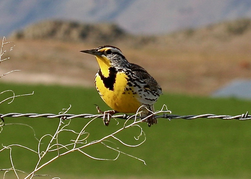Western Meadowlark - Bird on a Wire (Sturnella neglecta)